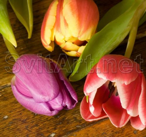 ��� �������� - F-116