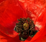 ������ ���� - F-096