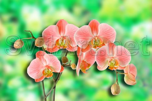 Branch of pink orchids on the field of flowers - F-289