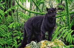 Panther negru - FV-065