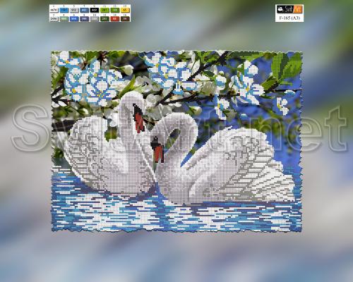 A pair of white swans on the water - �� F-165