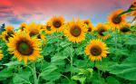 Field of sunflowers and pink clouds - F-314