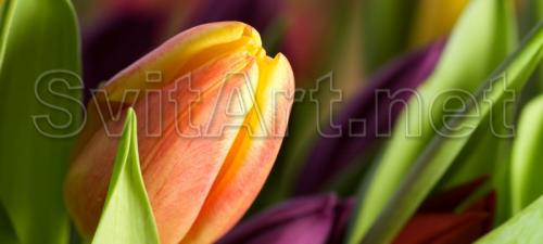 ��������� ������� - F-115