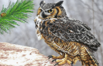 Forest owl - FV-070