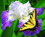 Butterfly on a flower - F-124