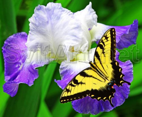 Butterfly on a flower - F-124
