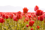 Field of red tulips - F-309