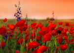 Poppy Field - F-251