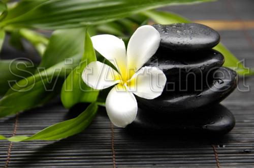 White plumeria and black stones - F-085