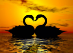 Two swans on a background sunset - F-013