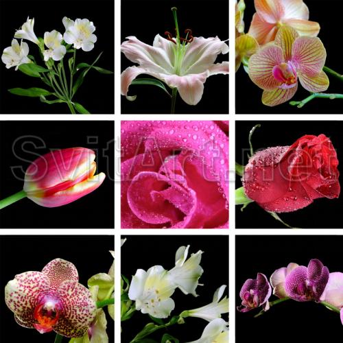 ������� �� ������ - F-110