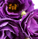 Purple flowers - F-181