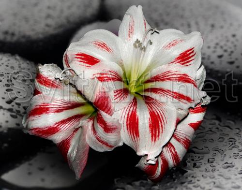 Asian Lily - F-166