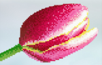 Tulip closeup - F-109