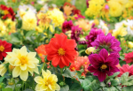Multicolored dahlias - F-247