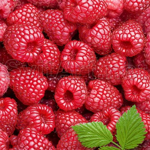 TG-031b