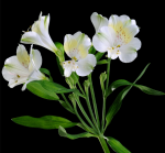 Alstroemeria pe un fond negru - F-106