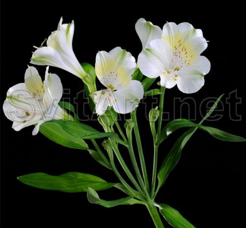 ������������ �� ������ ���� - F-106