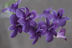 Flowers of lavender - F-171