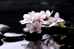 White flowers on a mirror black background - F-050