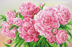 Pink peonies - SI-579
