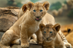 Three lions - F-127