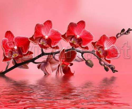Red peach flowers - F-158