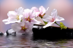 Pink lilies - F-161