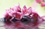 Pink flowers - F-162