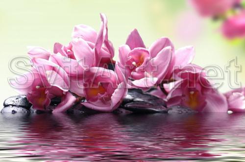 Pink flowers - F-162