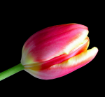 Lalea pe un fond negru - F-109