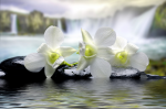 White lilies - F-159