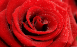 Wet red rose - F-327