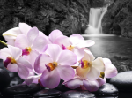 Pink orchid and waterfall in gray tones - F-277