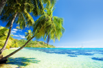 Palm trees on the beach - F-122