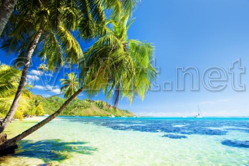 Palm trees on the beach - F-122