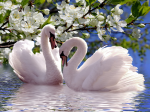 A pair of swans - F-165