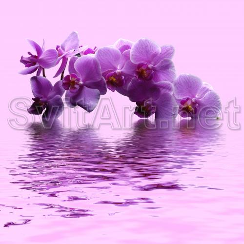 Purple Orchid on the Water - F-046b