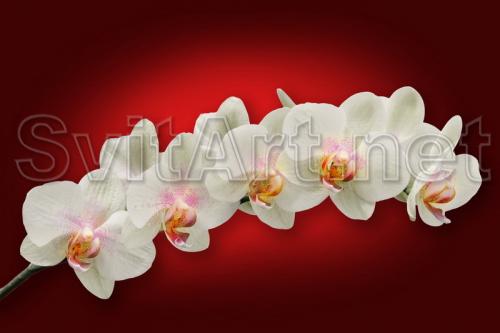 A branch of a white orchid - F-221