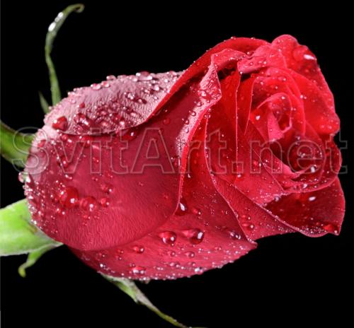 Rose on a black background - F-107