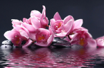 Pink flowers on a dark background - F-162b