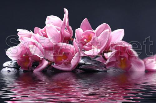 Pink flowers on a dark background - F-162b
