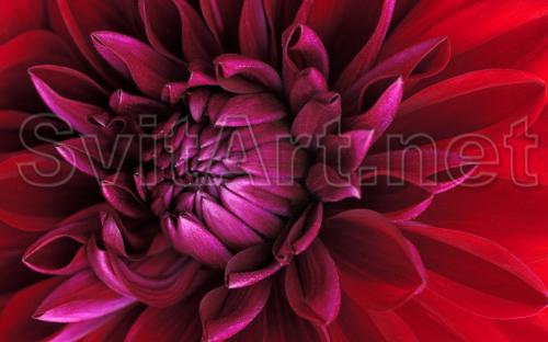 Red-purple flower - F-323