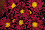 Dark red gerberas - F-319