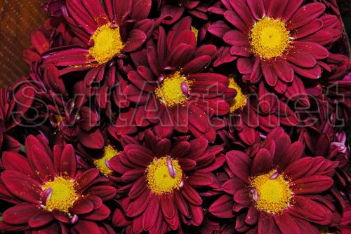 Dark red gerberas - F-319