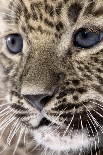 Persian leopard babe - F-121