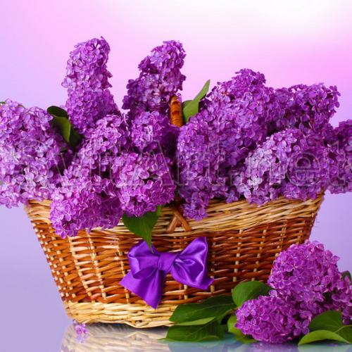 Lilac Basket - F-174