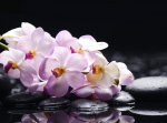 Lilac Orchid - F-252