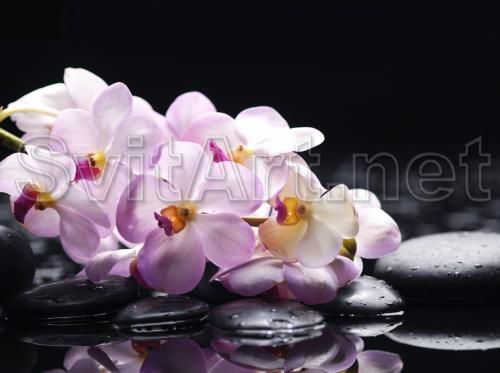 Lilac Orchid - F-252