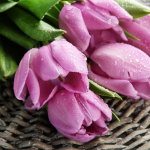 Pink tulips - F-175
